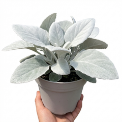 Senecio Angel Wings Silver Leaf Perennial Plant, Drought Tolerant, Garden Ready, 23cm/5L Root Ball