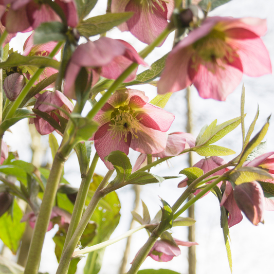 Hellebore Pink Beauty | Large 2L Pot