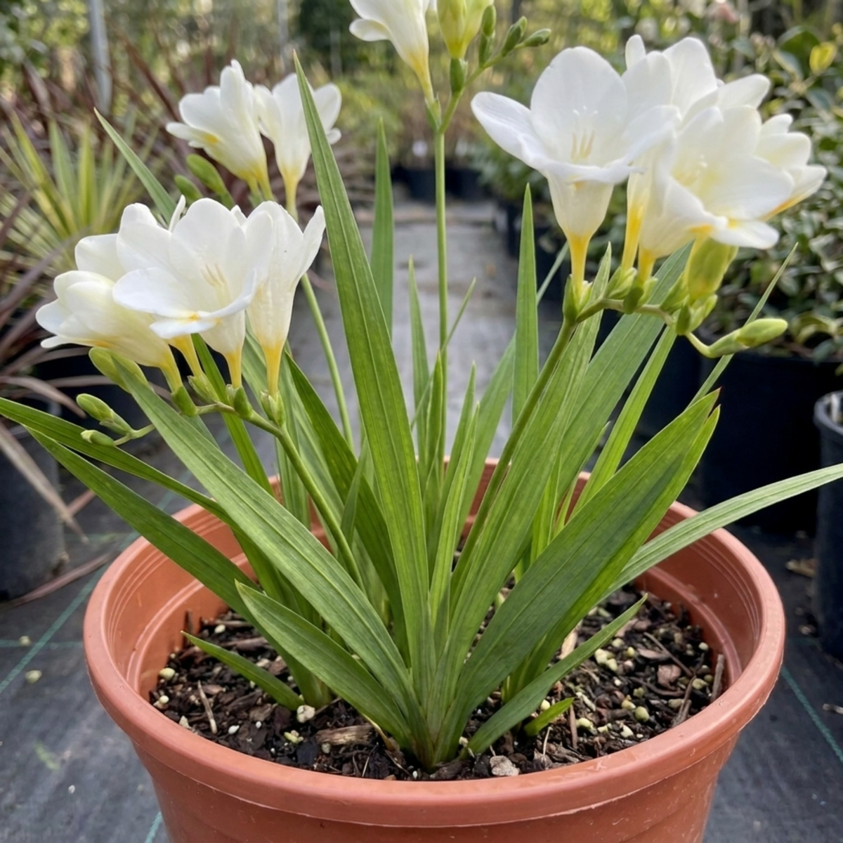 1 Freesia White River Perennial Plant, Fragrant Scented Summer Flowers, Outdoor Garden Ready, 17cm Root-Ball