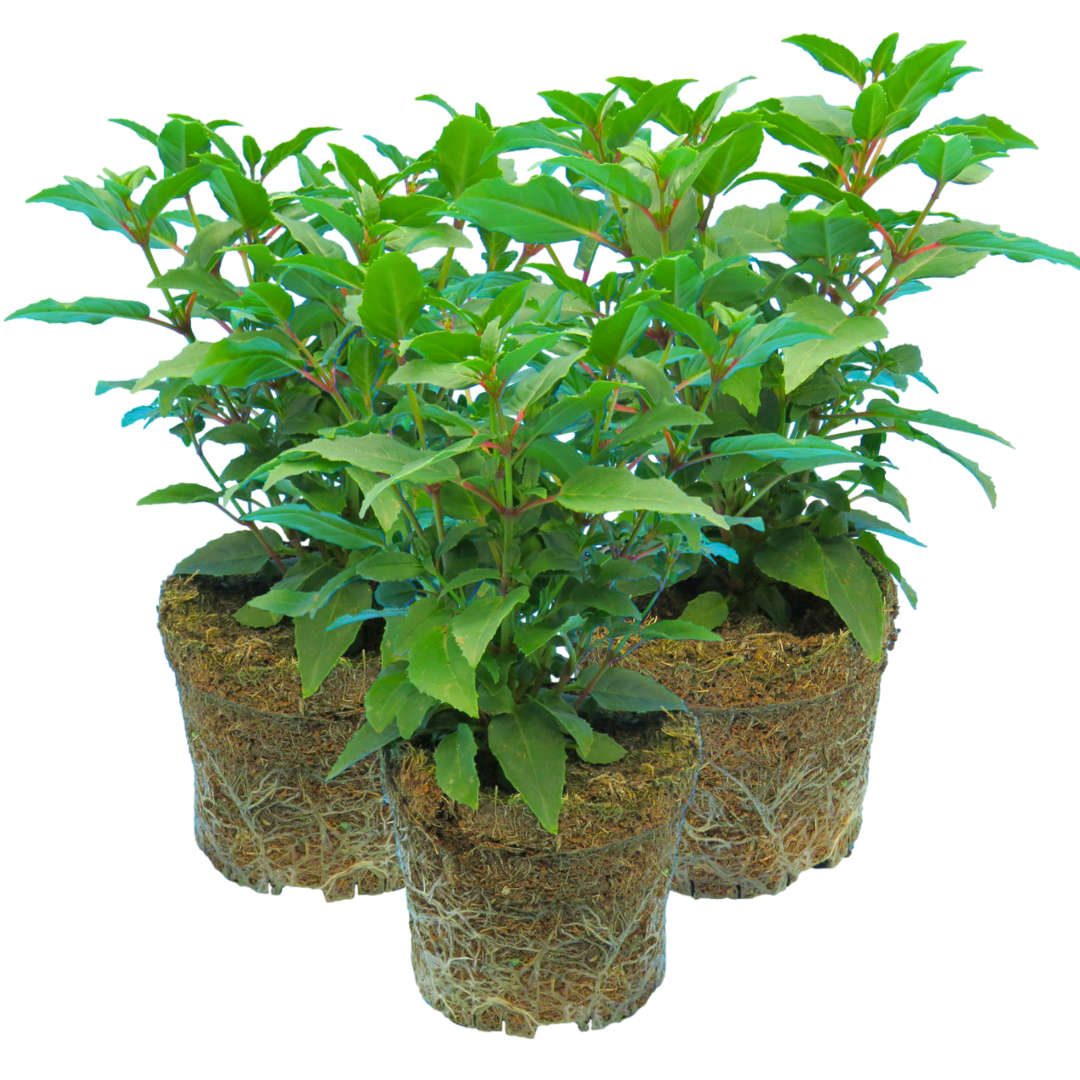 Fuchsia Diva Light Pink and Purple | 3 or 6 1L Pots