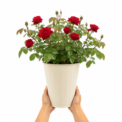 3Ltr Red Patio Rose Plant in Nursery Pot, Outdoor Pots