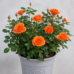 3Ltr Orange Patio Rose Plant, Hardy Bush, Nursery Pots