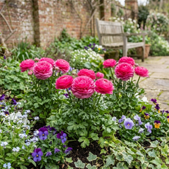 Ranunculus Vortex Hot Pink Persian Buttercup Plants, Spring Flowering, Outdoor Garden Ready, 1 Litre Root-Ball