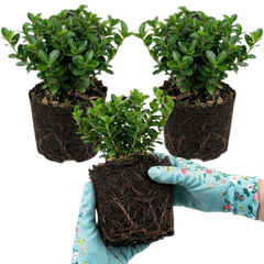 Euonymus Microphyllus Hardy Evergreen Shrub Plants, Japanese Spindle Hedge, Box Blight Alternative, Outdoor Garden Ready, 1 Litre Root-Ball