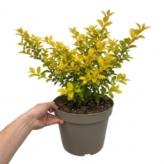 1 Ligustrum Aureum Golden Privet Hedge Plant, Evergreen Garden Ready, 7.5 Litre Root Ball