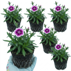 Set of 3 or 6 Large Plants - Dianthus Oscar Purple Star, Outdoor Garden Ready