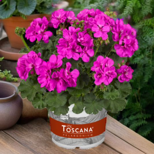 Pelargonium Toscana Dolce Vita Evi Blue, Ready to Plant