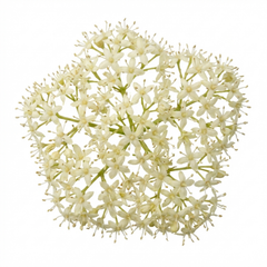 Cornus Alba Sibirica Red Stemmed Dogwood Plant, Winter Hardy Garden Shrub, Litre Root Ball