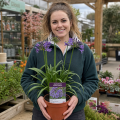 1 Large Plant - Agapanthus Poppin Purple, Ready to Plant in Your Garden, 2L Pot