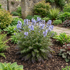 Polemonium Heaven Scent Flowering Plant, Hardy Perennial for Cottage Garden, Bee Friendly, Litre Root Ball
