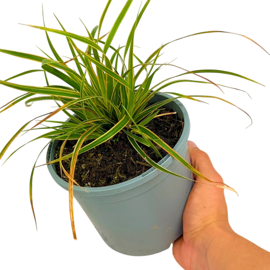 Carex Everglow