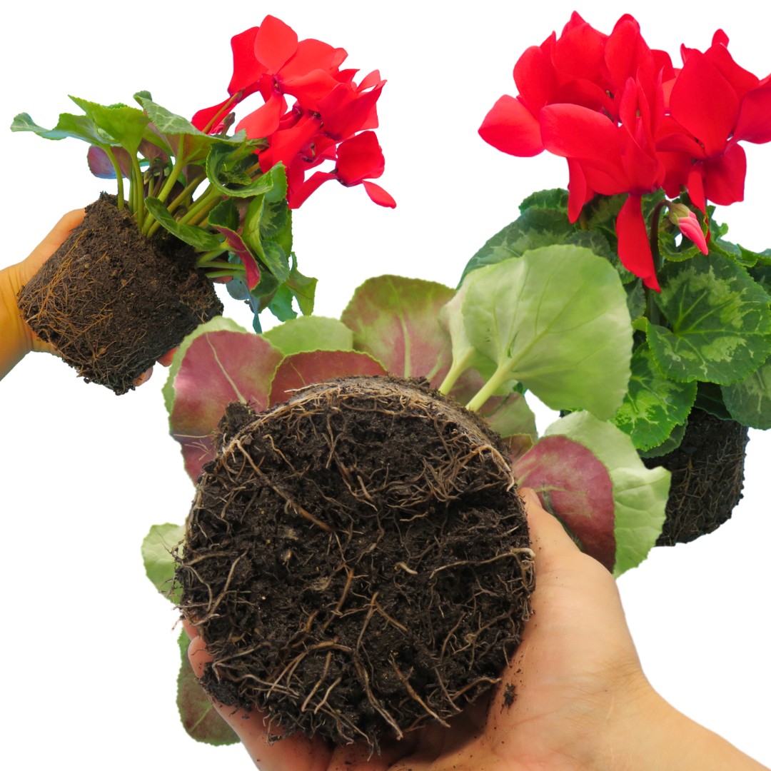 Cyclamen Flame Scarlet | 3 or 6 1L Pots