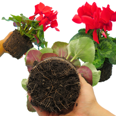 Cyclamen Flame Scarlet | 3 or 6 1L Pots