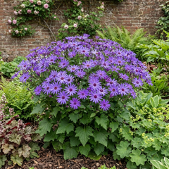 Senetti Lavender Flowering Plant, Hardy Summer Bedding, Outdoor Garden Ready, 17cm Root-Ball