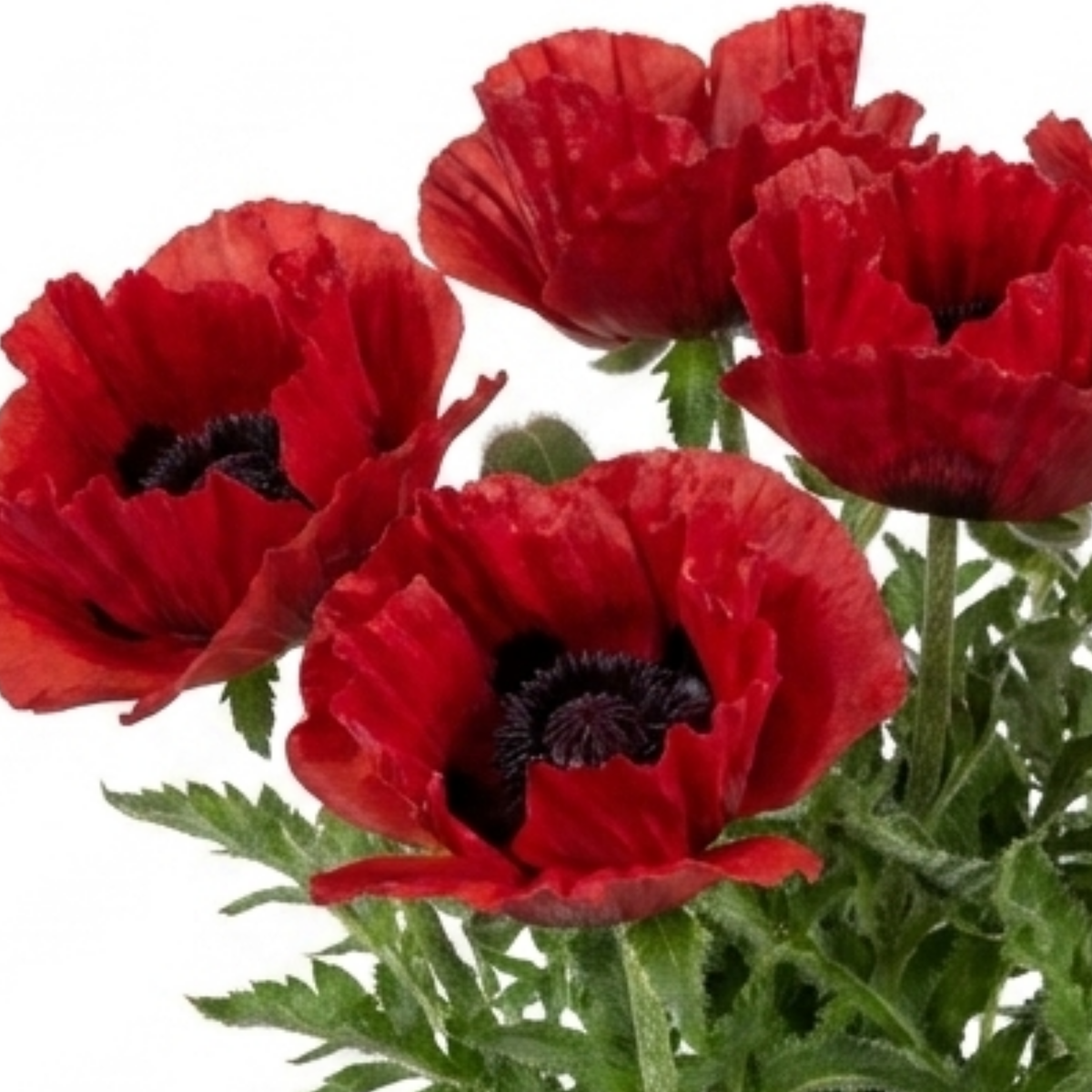 1 Oriental Papaver Red Rumble, Hardy Perennial Red Poppy Plant, Summer Flowering, 3L Root Ball