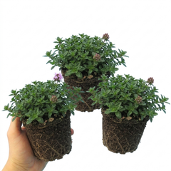 Thymus Precompa Thyme Herb Plants, Hardy Perennial Culinary Herb, Outdoor Garden Ready, 1 Litre Root-Ball