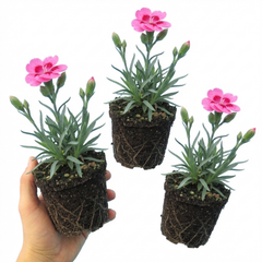 Set of 3 or 6 Carnation Oscar Pink Heart Plants – Fragrant Hardy Perennial Dianthus, Garden Ready, 10.5cm Root-Ball