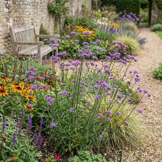 Verbena Bonariensis Hardy Perennial Plants, Tall Purple Cottage Garden Flowers, Outdoor Garden Ready, 1 Litre Root Ball