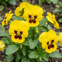 Set of 3 or 6 Pansy Cats Plus Yellow Plants, Hardy Garden Ready Spring & Autumn Bedding Flowers, 1 Litre Root Ball
