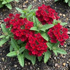 Verbena Trailing Deep Red Plants, Summer Flowering Bedding, Hanging Basket & Outdoor Garden Ready, 10.5cm Root Ball