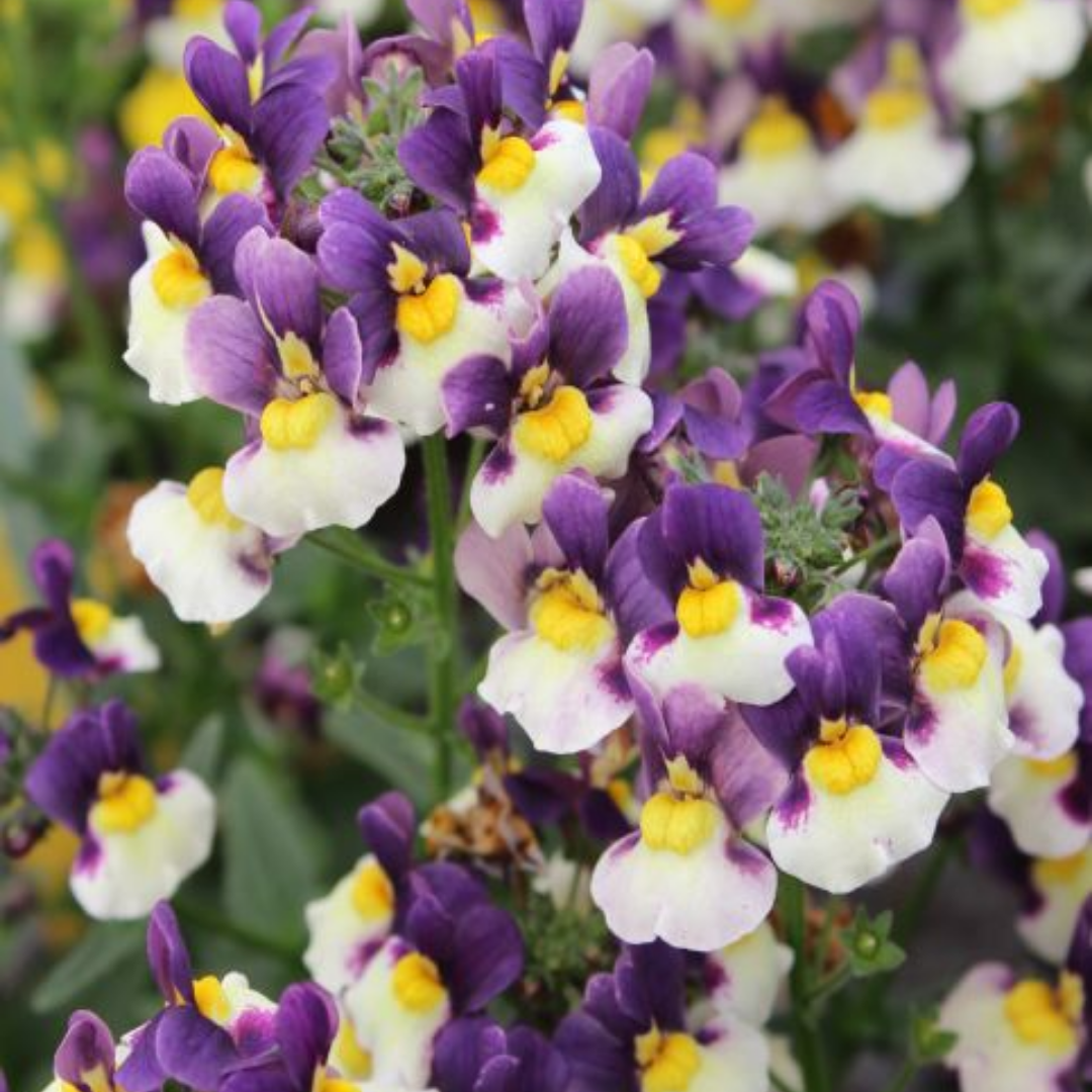 Nemesia Nuvo Blue Bicolour, Ready to Plant in Your Garden