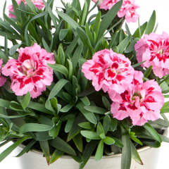 Set of 3 Large Plants - Dianthus Oscar Pink Purple, Outdoor Garden Ready