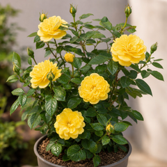 3Ltr Patio Rose Bush, Nursery Pots, Garden Ready