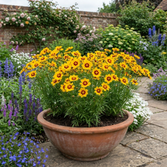 Coreopsis Sunfire Hardy Perennial Plants, Garden Ready, Bee Friendly, Summer Flowering, 1 Litre Root Ball