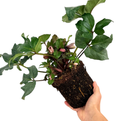 Hellebore Pirouette | 2L Pot