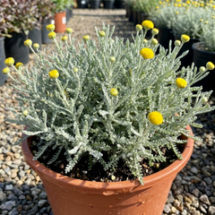 Santolina Chamaecyparissus Cotton Lavender Plant, Drought Tolerant Hardy Evergreen Shrub, 2L Root-Ball