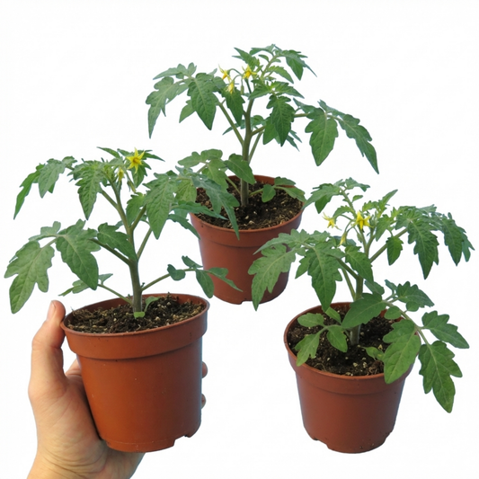 Set of 3 or 6 Large Plants - Tomato Tumbling Tom Variety, Outdoor Garden Ready, 10.5 cm