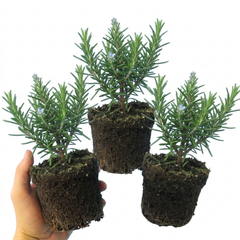 Set of 3 or 6 Rosemary Herb Plants (Salvia rosmarinus), Hardy Evergreen Perennial, Culinary Cooking Herb, Outdoor Garden Ready, 1 Litre Root-Ball