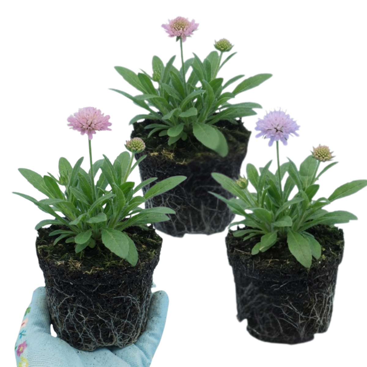 Set of 3 or 6 Knautia Macedonica Melton Pastels Plants, Bee-Friendly Hardy Perennial Scabious, Summer Flowering, 11cm or 1L Root Ball