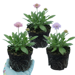 Set of 3 or 6 Knautia Macedonica Melton Pastels Plants, Bee-Friendly Hardy Perennial Scabious, Summer Flowering, 11cm or 1L Root Ball