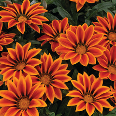 Gazania Kiss Orange Flame | 3 or 6 1L Pots