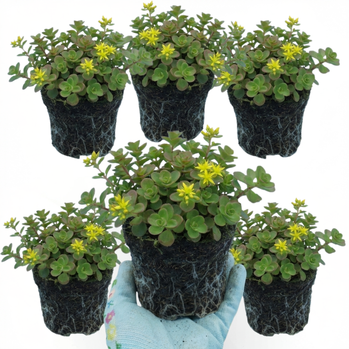 Set of 3 or 6 Sedum Oreganum Stonecrop Plants, Hardy Perennial, Bee Friendly Ground Cover, Outdoor Garden Ready, 1 Litre / 11cm Root-Ball