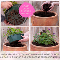 7 Colour Coordinated Plants - Sophistication Theme Speedplanter, Garden Ready