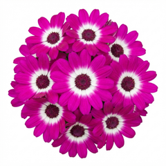 Senetti Magenta Bicolour Pericallis Plant, Outdoor Summer Flowering, 6.5 Litre Root-Ball