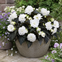 1 Large Plant - Begonia Non Stop Mocca White, Outdoor Garden Ready, 5L Pot
