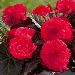 1 Large Plant - Begonia Mocca Cherry, Ready to Plant in Your Garden, 2L Pot