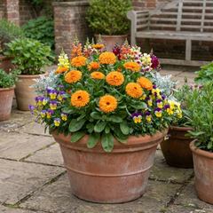 Calendula ‘Fiesta Orange’, Ready to Plant