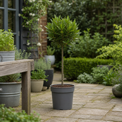 3L Bay Tree 60-70cm, Culinary Evergreen, Nursery Pots