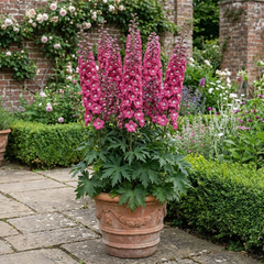 1 Delphinium Magic Fountains Deep Rose White Bee Plant, Hardy Garden Perennial, 2L Root Ball