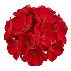 1 Geranium Calliope M Scarlet Red Plant, Large Flowering Summer Garden Ready, 5 Litre Root-Ball