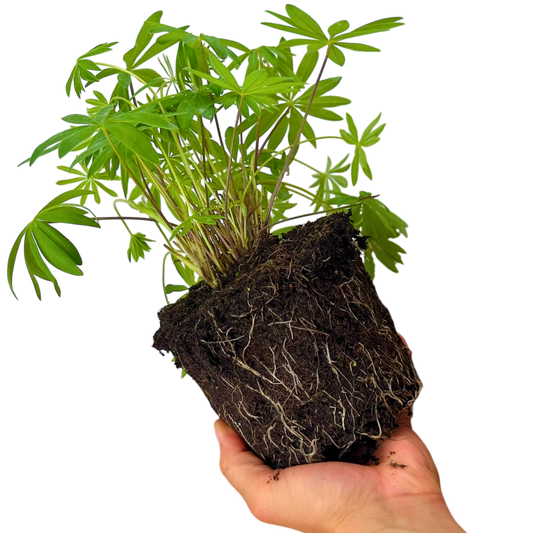 Lupin Legendary Yellow Shades | 2L Pot