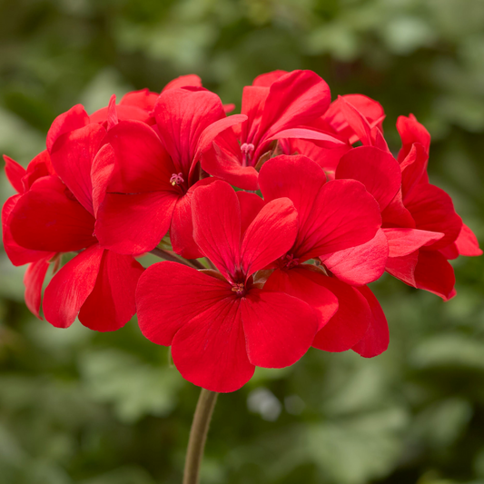 Geranium Calliope Landscape Fire | 3 or 6 1L Pots