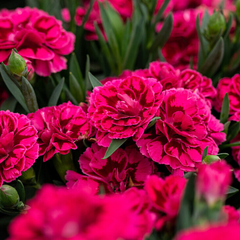 Set of 3 or 6 Large Plants - Dianthus Oscar Purple Wings, Outdoor Garden Ready
