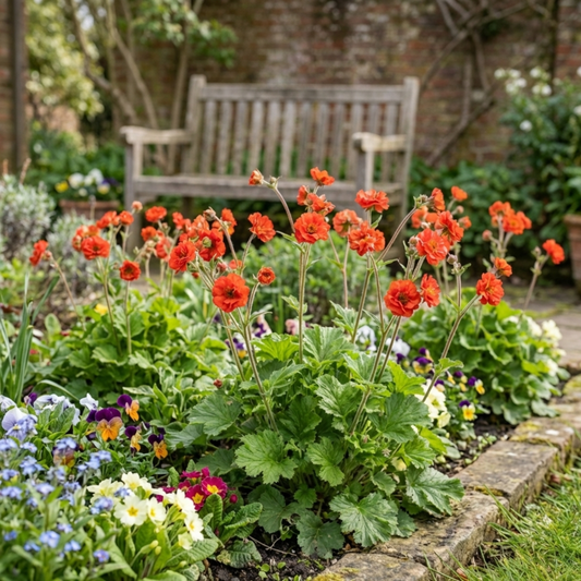 Set of 3 or 6 Geum Mrs Bradshaw Hardy Perennial Plants, Scarlet Red Double Cottage Garden Flowers, Outdoor Garden Ready, 1 Litre Root-Ball