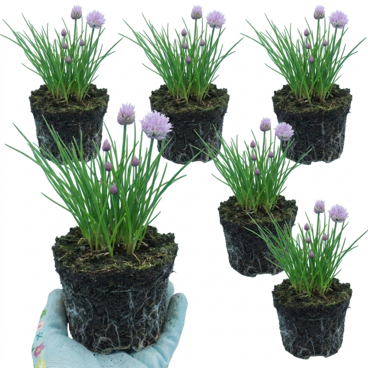 Fresh Chive Herb Plants, Hardy Perennial Live Herbs for Kitchen Garden, 1 Litre Root Ball