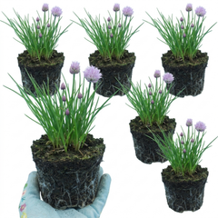 Fresh Chive Herb Plants, Hardy Perennial Live Herbs for Kitchen Garden, 1 Litre Root Ball